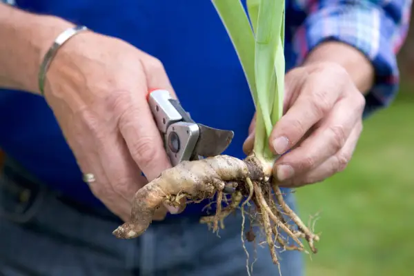 Dividing irises - cutting the end off the rhizome