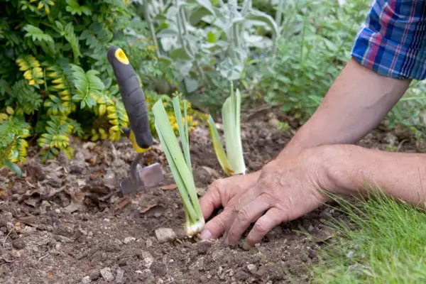 Dividing irises - planting the rhizomes