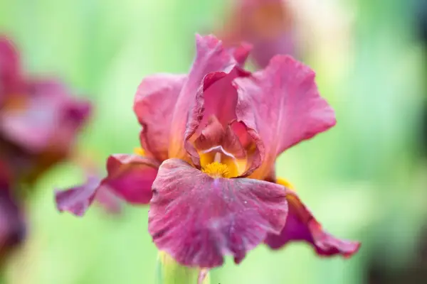 iris-red-zinger-3