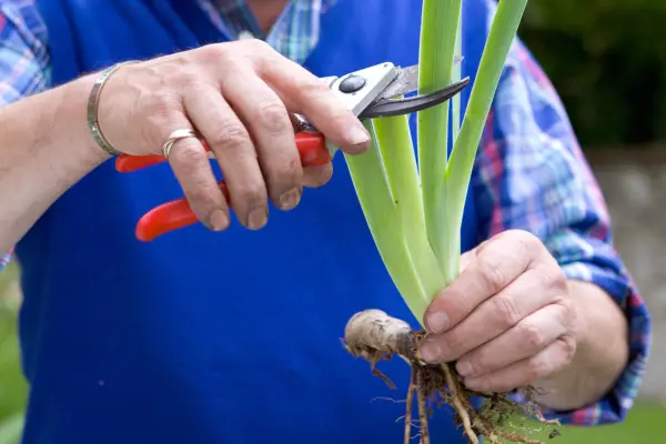 Cum să împărțiți irisele cu barbă