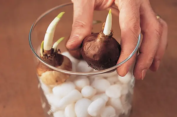 Planting the narcissus bulbs in the glass jar