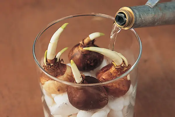 Watering the container