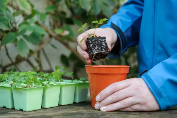 Potting up wild strawberry plants. Jason Ingram