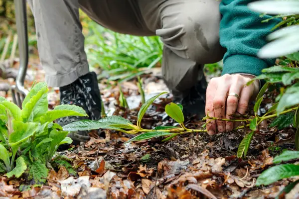 How to layer rhododendrons - laying the shoot on the ground