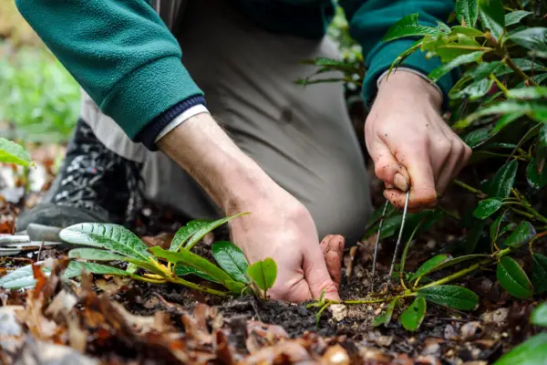How to layer rhododendrons - pegging the shoot using wire