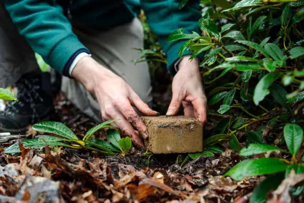 How to layer rhododendrons - weighing the stem down with a heavy stone