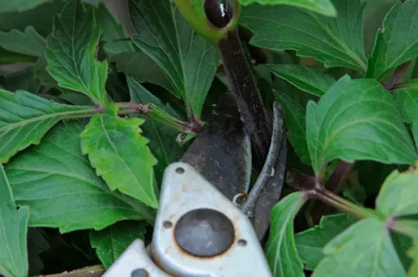 Cutting the tips of the dahlia stems