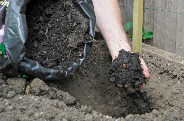 Adding well-rotted manure to the planting hole