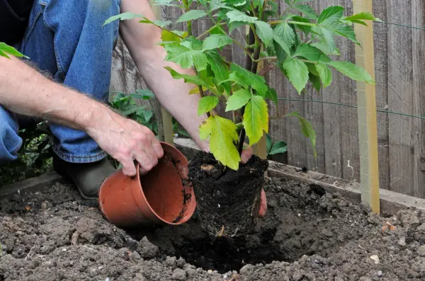 Planting out the dahlia