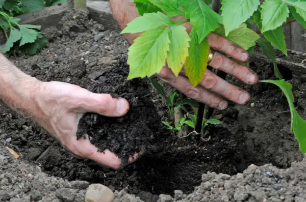 Filling compost around the planting hole