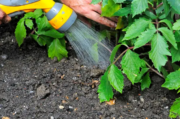 Watering the dahlias