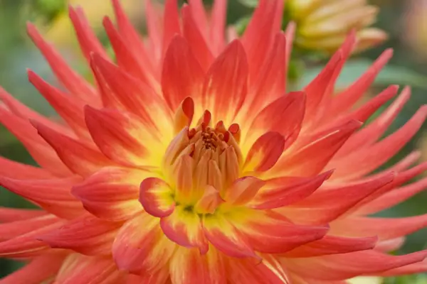 Cómo plantar Dahlias