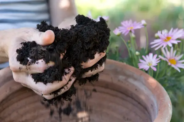 Adding compost to the pot