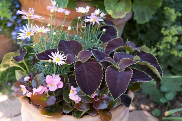 Begonia og Marguerite container