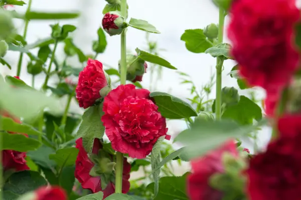 10 hollyhocks to grow - 