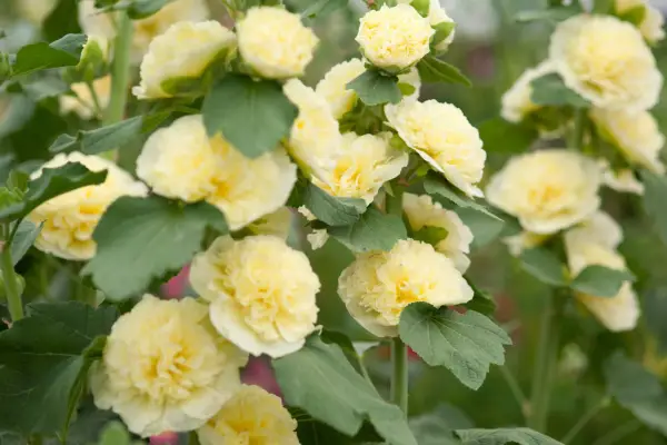 10 hollyhocks to grow – hollyhock ‘Banana’