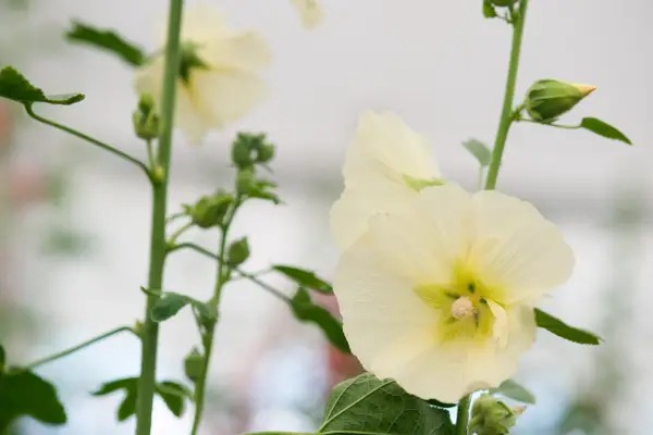 10 hollyhocks to grow - hollyhock 