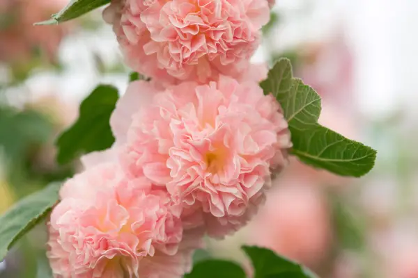 10 hollyhocks to grow - hollyhock 