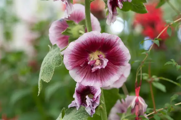 10 hollyhocks to grow - hollyhock 