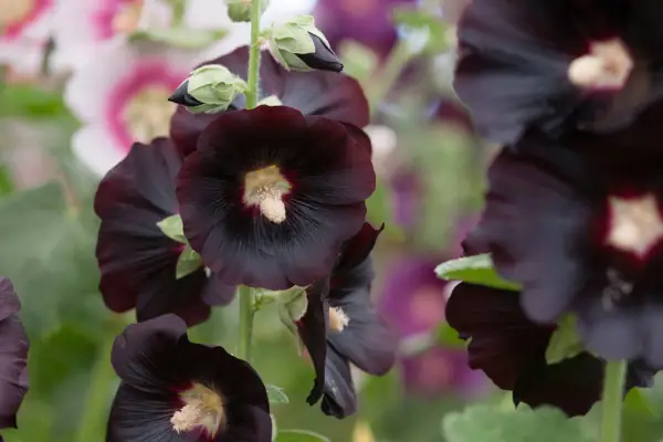 10 hollyhocks to grow - 
