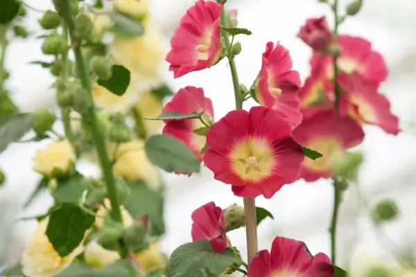10 hollyhocks to grow - 