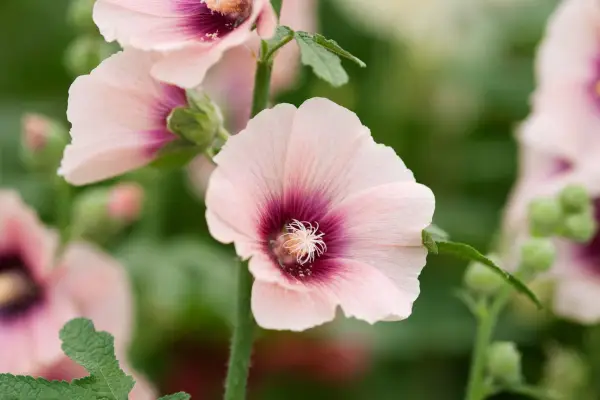 10 hollyhocks to grow - 
