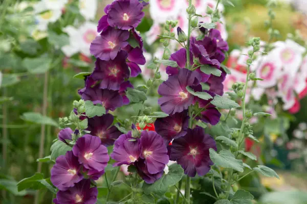 10 hollyhocks to grow - 