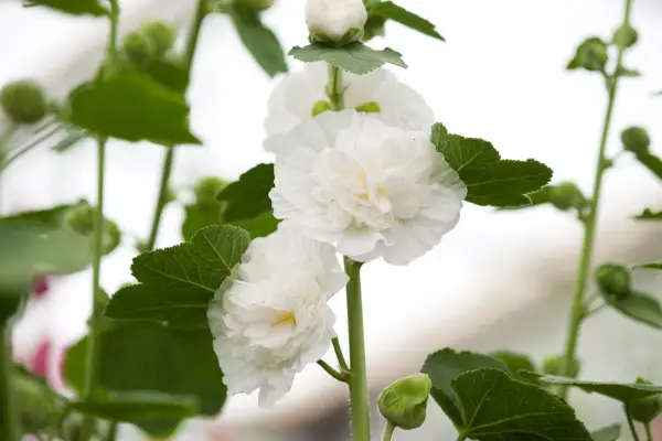 10 hollyhocks to grow - 
