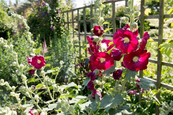How to grow hollyhocks - hollyhocks growing at the back of a border