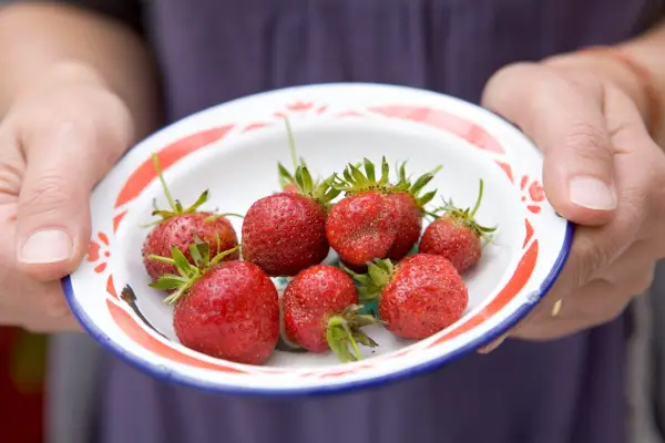 2048x1365-Best-strawberries-SEO-LI1555511