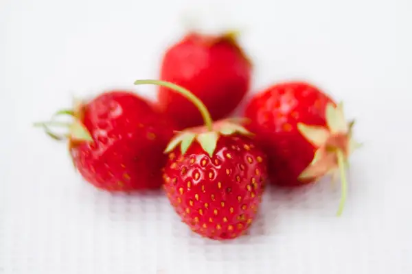 Fragaria x ananassa 