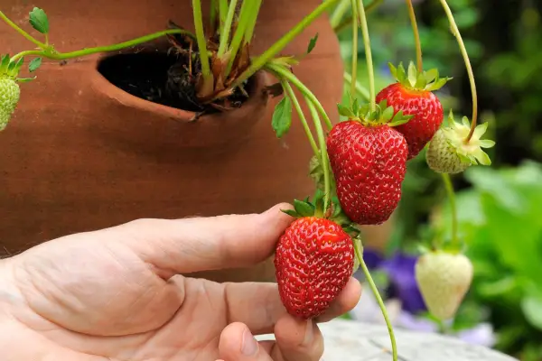 Perpetual everbearing Strawberry 