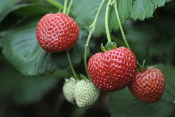 Fragaria x ananassa 