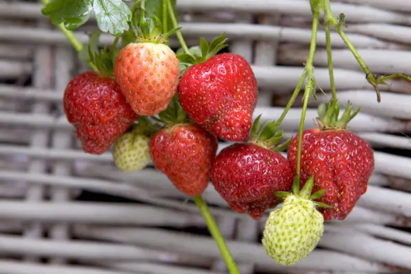 Early fruiting strawberry 