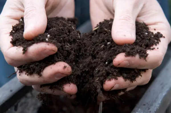 Filling the trough with compost