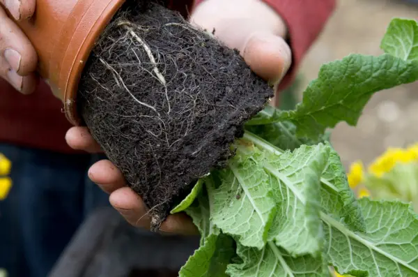 Planting the cowslips at the back of the trough