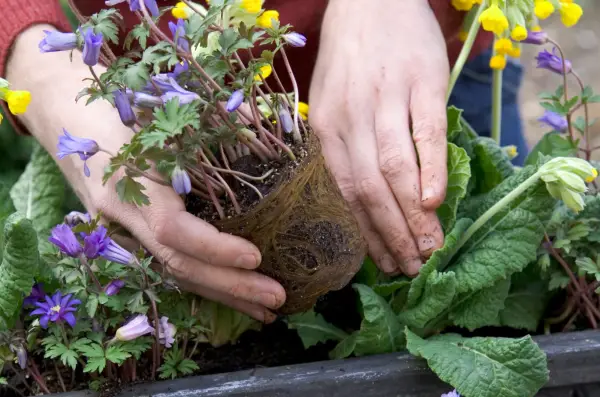 Planting the anemones at the front of the trough