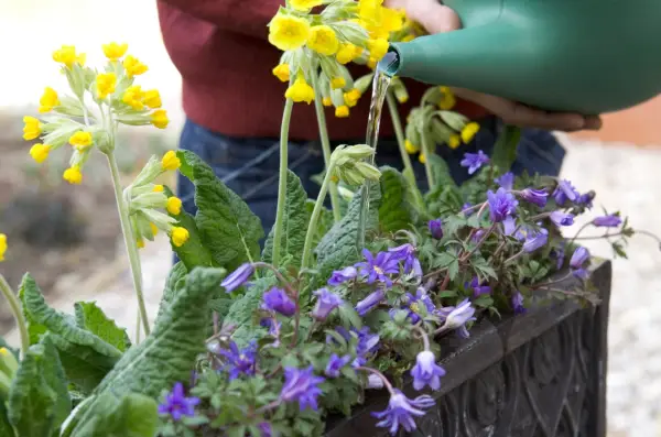 Watering the plants in