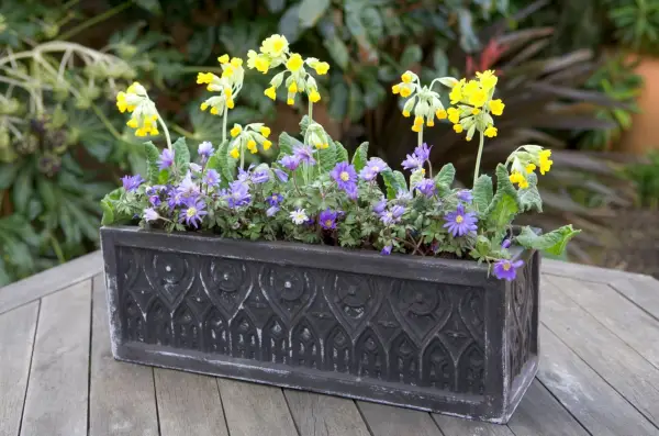 Cowslip- und Anemone -Topf -Display