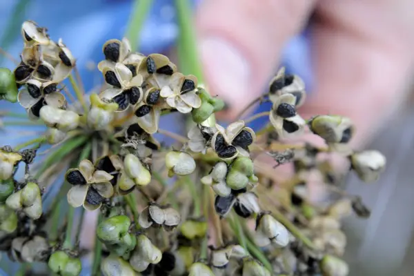 Allium seedhead revealing the exposed seeds