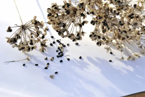 Drying out allium seedheads