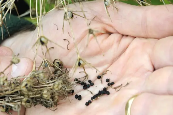 Allium seeds in the hand