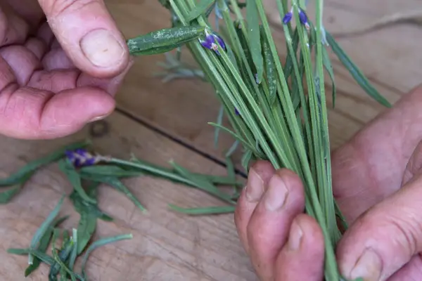 Making bunches of lavender stems
