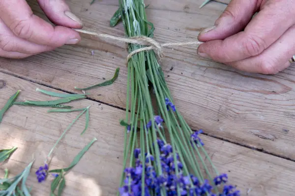 Tying the lavender bunch together with twine