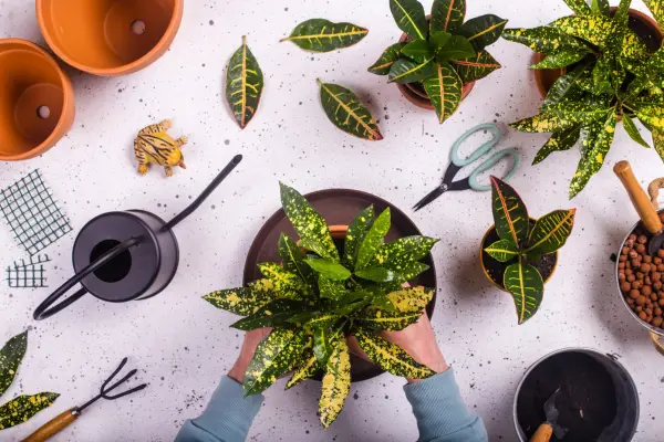 Planting a croton plant. Getty Images