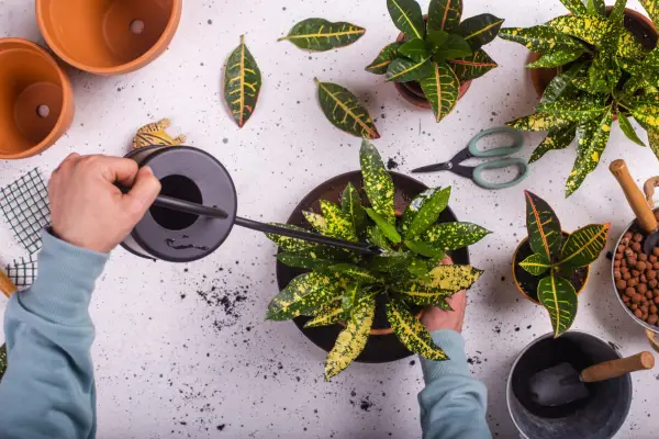 Watering a croton plant. Getty Images