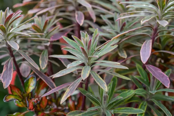 Euphorbia × martini 