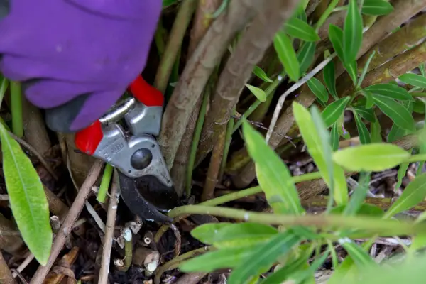 Pruning euphorbias