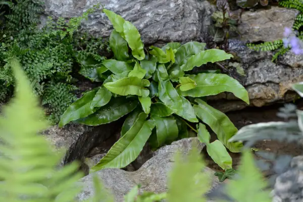 How to grow ferns - where to grow ferns