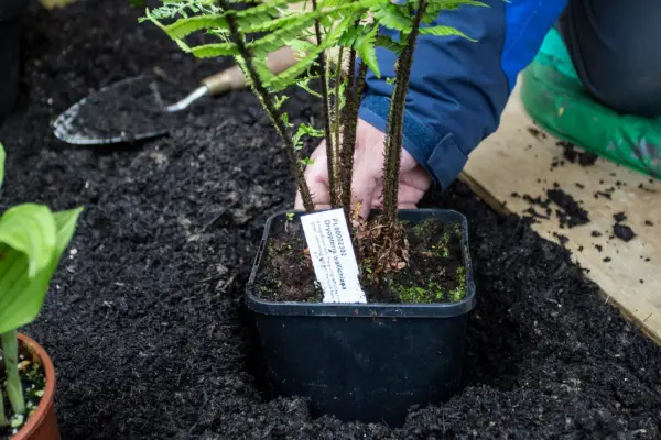 Planting a fern